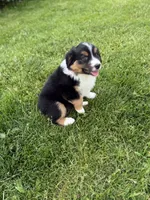 Shadow, a male Miniature Australian Shepherd for sale in Cambridge, MN – 3 of 5
