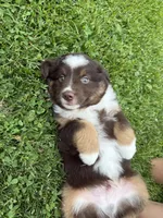 Coffee, a male Miniature Australian Shepherd for sale in Cambridge, MN – 8 of 9