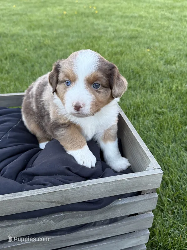 Lilly – Miniature American Shepherd puppy for sale in Cambridge, MN