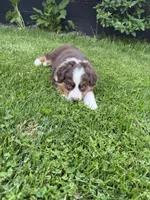 Rusty, a male Miniature American Shepherd for sale in Cambridge, MN – 7 of 9