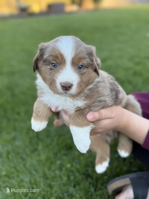 Remi – Miniature Australian Shepherd puppy for sale in Cambridge, MN