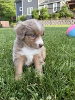 Aubry, a female Miniature American Shepherd for sale in Cambridge, MN – 2 of 6