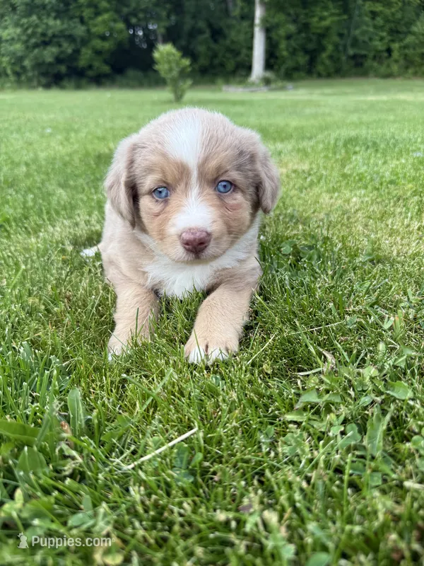 Peaches – Miniature Australian Shepherd puppy for sale in Cambridge, MN