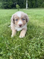 Peaches, a female Miniature Australian Shepherd for sale in Cambridge, MN – 1 of 4