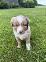 Daisy, a female Miniature Australian Shepherd for sale in Cambridge, MN – 4 of 4