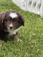 Coffee, a male Miniature Australian Shepherd for sale in Cambridge, MN – 7 of 9