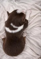 Scarlet, a female Miniature Australian Shepherd for sale in Cambridge, MN – Photo 3 of 6