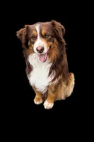 Scarlet, a female Miniature Australian Shepherd for sale in Cambridge, MN – Photo 6 of 6
