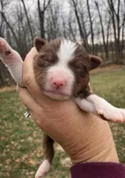 Scarlet, a female Miniature Australian Shepherd for sale in Cambridge, MN – Photo 4 of 6