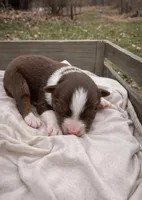 Scarlet, a female Miniature Australian Shepherd for sale in Cambridge, MN – Photo 2 of 6