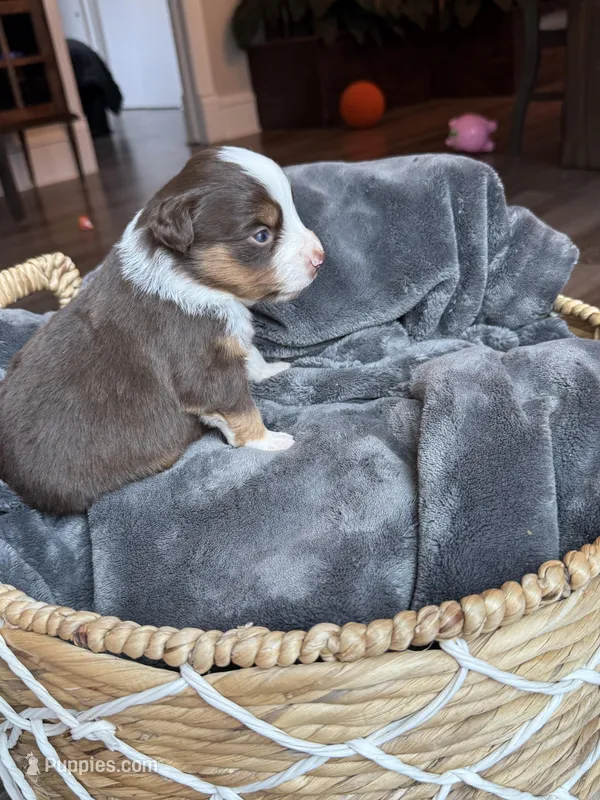 Scarlet – Miniature Australian Shepherd puppy for sale in Cambridge, MN