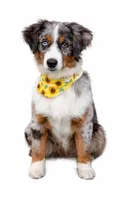 Scarlet, a female Miniature Australian Shepherd for sale in Cambridge, MN – Photo 5 of 6