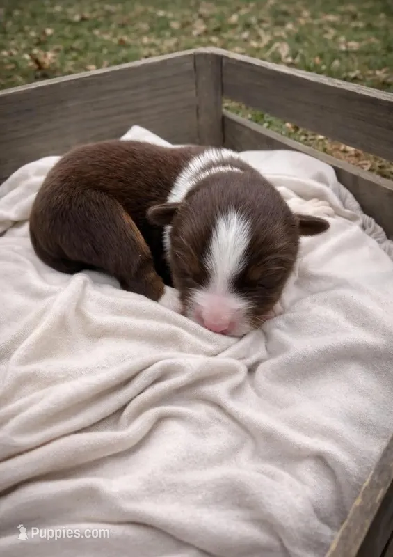 Scarlet – Miniature Australian Shepherd puppy for sale in Cambridge, MN