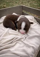 Scarlet, a female Miniature Australian Shepherd for sale in Cambridge, MN – Photo 1 of 6
