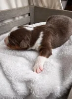 Rusty, a male Miniature Australian Shepherd for sale in Cambridge, MN – Photo 3 of 5