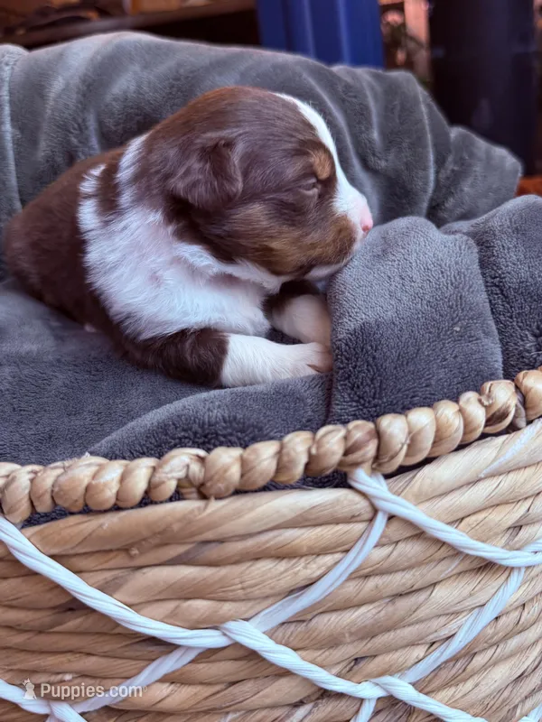 Rusty – Miniature Australian Shepherd puppy for sale in Cambridge, MN