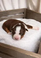 Rusty, a male Miniature Australian Shepherd for sale in Cambridge, MN – Photo 2 of 5