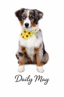 Rusty, a male Miniature Australian Shepherd for sale in Cambridge, MN – Photo 4 of 5