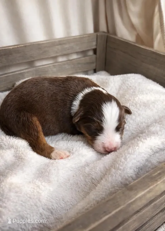 Rusty – Miniature Australian Shepherd puppy for sale in Cambridge, MN