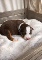 Rusty, a male Miniature Australian Shepherd for sale in Cambridge, MN – Photo 1 of 5