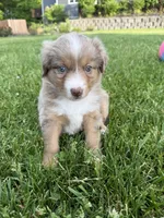 Aubry, a female Miniature American Shepherd for sale in Cambridge, MN – 1 of 6