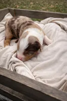 Lilly, a female Miniature American Shepherd for sale in Cambridge, MN – Photo 4 of 6