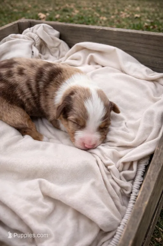 Lilly – Miniature American Shepherd puppy for sale in Cambridge, MN