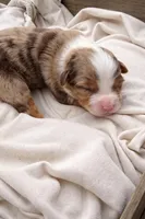 Lilly, a female Miniature American Shepherd for sale in Cambridge, MN – Photo 2 of 6