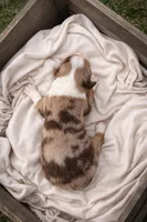 Lilly, a female Miniature American Shepherd for sale in Cambridge, MN – Photo 3 of 6