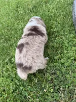 Ghost, a male Miniature American Shepherd for sale in Cambridge, MN – 6 of 7