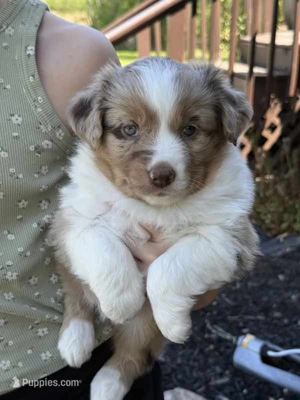Dahlia – Miniature Australian Shepherd puppy for sale in Cambridge, MN
