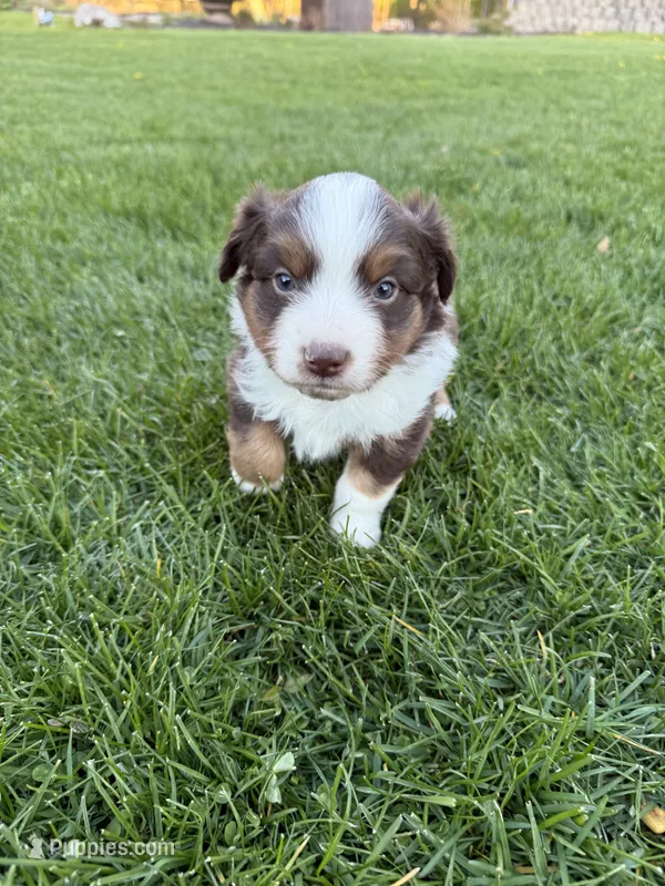 Rusty – Miniature American Shepherd puppy for sale in Cambridge, MN