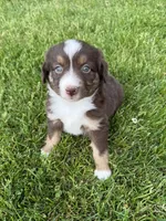 Cocoa, a female Miniature American Shepherd for sale in Cambridge, MN – 7 of 9
