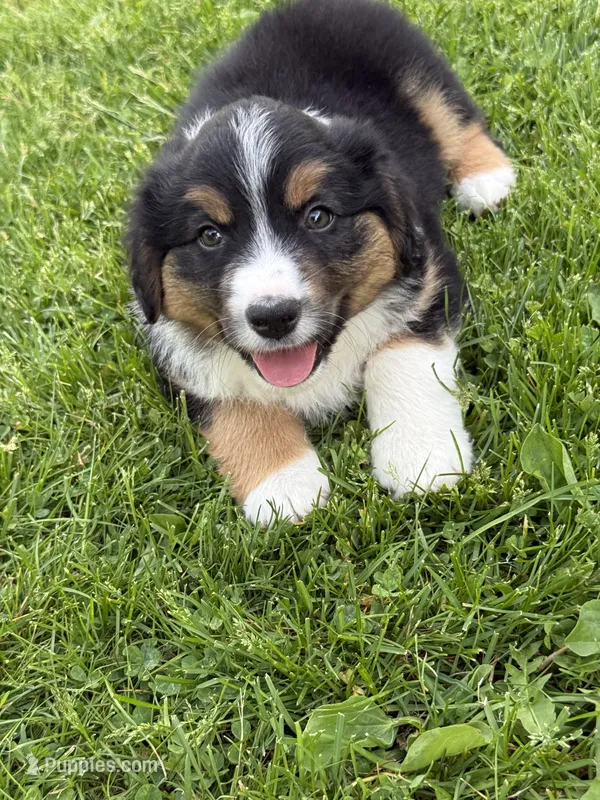 Shadow – Miniature Australian Shepherd puppy for sale in Cambridge, MN