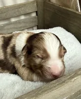 Holden, a male Miniature Australian Shepherd for sale in Cambridge, MN – Photo 2 of 5