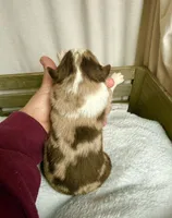 Holden, a male Miniature Australian Shepherd for sale in Cambridge, MN – Photo 3 of 5