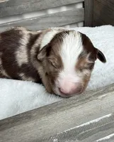 Holden, a male Miniature Australian Shepherd for sale in Cambridge, MN – Photo 1 of 5