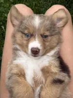 Aubry, a female Miniature Australian Shepherd for sale in Cambridge, MN – 5 of 10