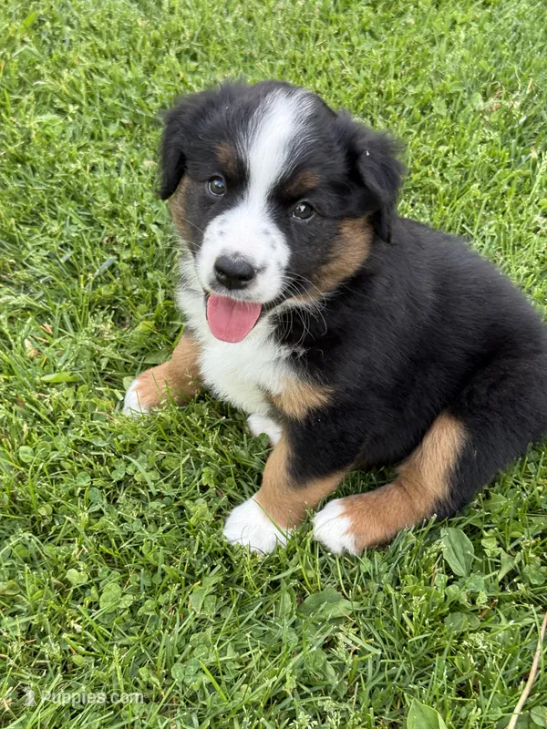 Ringer – Miniature Australian Shepherd puppy for sale in Cambridge, MN