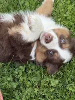 Rusty, a male Miniature American Shepherd for sale in Cambridge, MN – 6 of 9