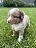 Daisy, a female Miniature Australian Shepherd for sale in Cambridge, MN – 2 of 4