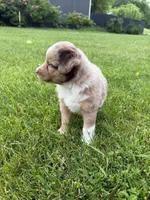Daisy, a female Miniature Australian Shepherd for sale in Cambridge, MN – 3 of 4