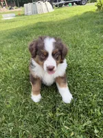 Rusty, a male Miniature American Shepherd for sale in Cambridge, MN – 9 of 9