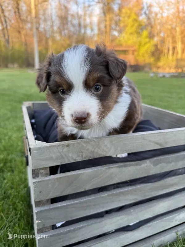 Rusty – Miniature American Shepherd puppy for sale in Cambridge, MN