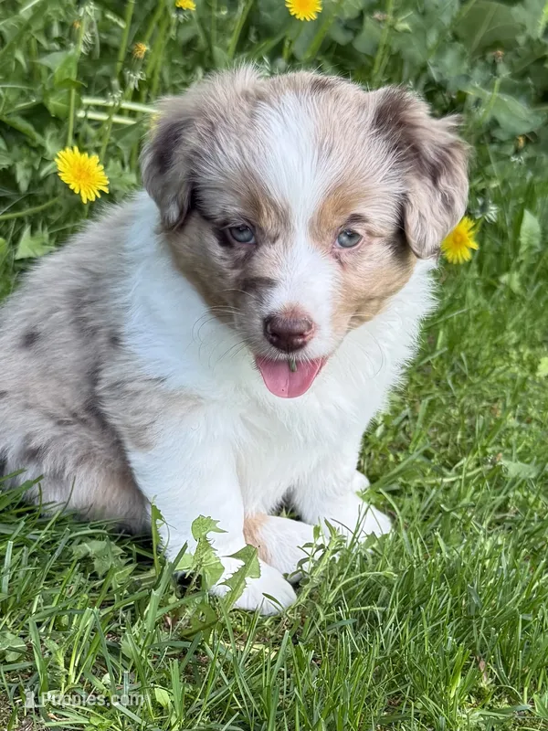 Dahlia – Miniature Australian Shepherd puppy for sale in Cambridge, MN
