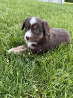 Cocoa, a female Miniature American Shepherd for sale in Cambridge, MN – 5 of 9