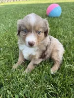 Aubry, a female Miniature American Shepherd for sale in Cambridge, MN – 5 of 6