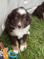 Coffee, a male Miniature Australian Shepherd for sale in Cambridge, MN – 3 of 9