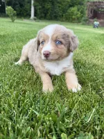 Peaches, a female Miniature Australian Shepherd for sale in Cambridge, MN – 4 of 4