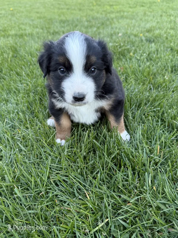 Ringer – Miniature Australian Shepherd puppy for sale in Cambridge, MN